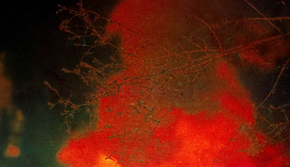 Apprivoiser la nuit: survivre à l’inceste, aux fantômes et à soi-même