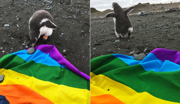 Hourra! Le pôle Sud déclaré «continent LGBT-friendly»