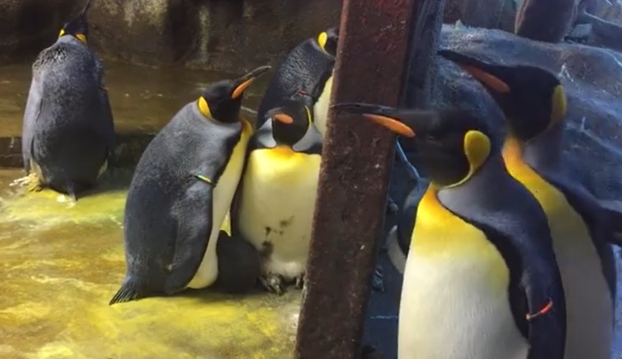 Seconde chance pour un couple de papas pingouins